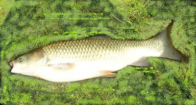 Amur biely-Ctenopharyngodon idella, 60 cm